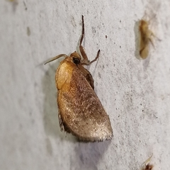 Euprosterna sapucaya