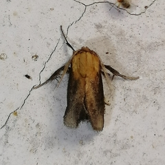 Euprosterna sapucaya