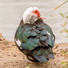 Cairina moschata domestica