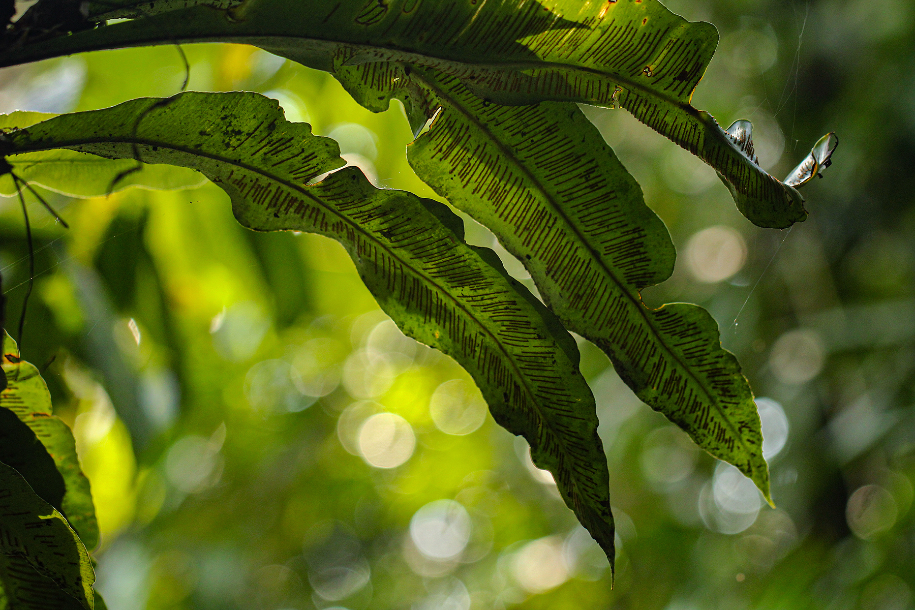Asplenium africanum Desv. 2
