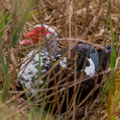 Cairina moschata domestica