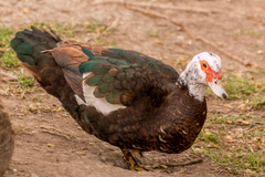 Cairina moschata domestica
