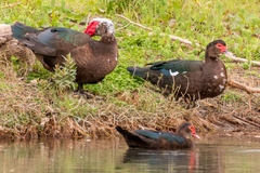 Cairina moschata domestica