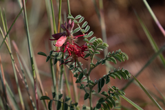 Indigofera oxytropis