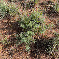 Indigofera oxytropis