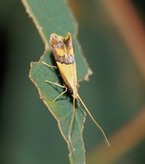 Crocanthes prasinopis