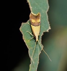 Crocanthes prasinopis