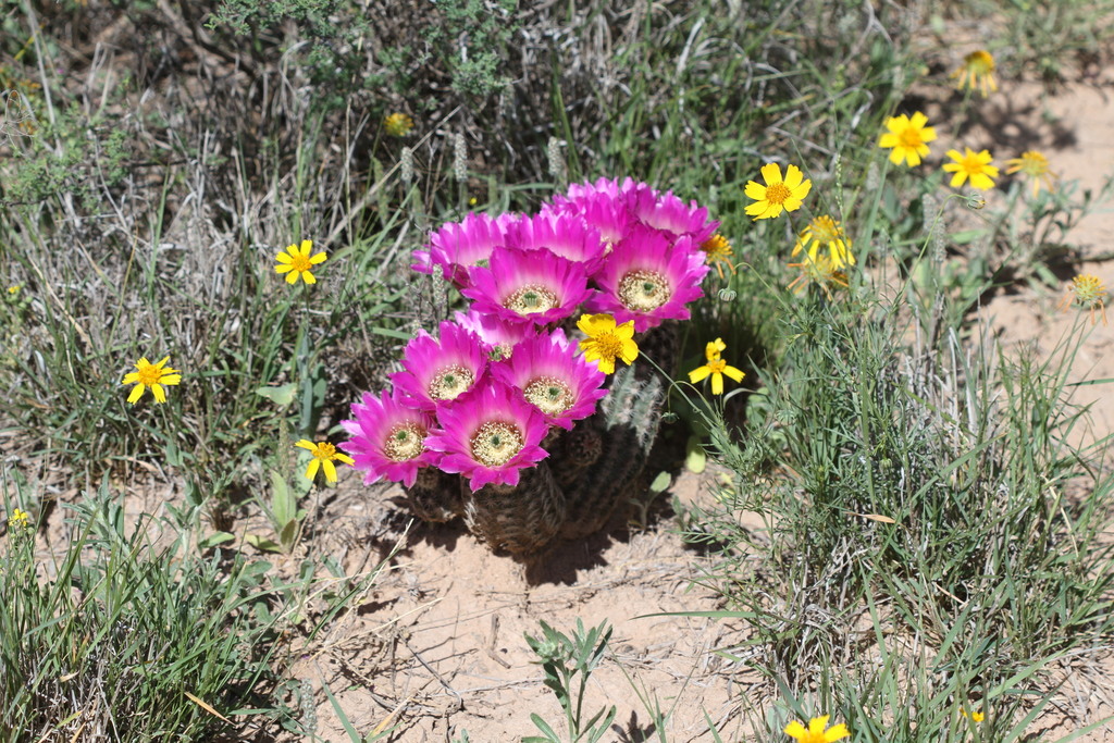 Subspecies Echinocereus reichenbachii perbellus  iNaturalist
