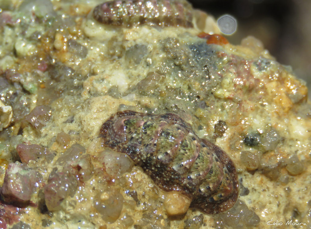 Callistochiton laticostatus
