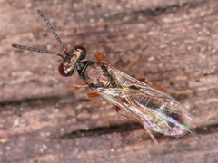 Trigonoderinae