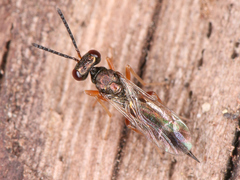 Trigonoderinae