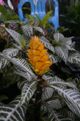 Aphelandra squarrosa