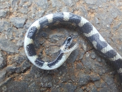 Oxyrhopus clathratus