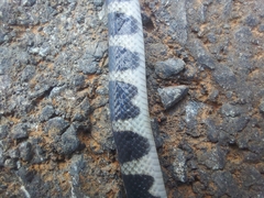 Oxyrhopus clathratus