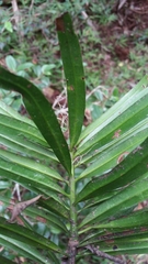 Podocarpus madagascariensis