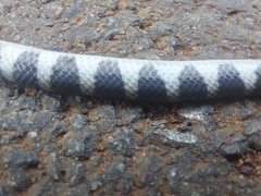Oxyrhopus clathratus
