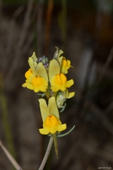 Linaria polygalifolia polygalifolia
