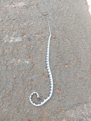 Oxyrhopus clathratus
