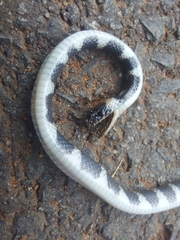 Oxyrhopus clathratus