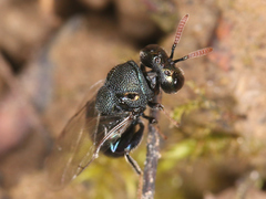 Perilampus ruficornis