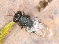 Perilampus ruficornis