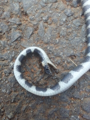 Oxyrhopus clathratus