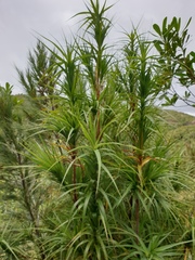 Dracophyllum arboreum