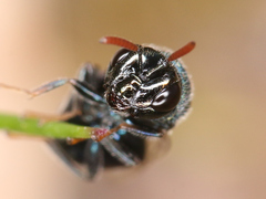 Perilampus ruficornis