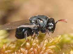 Perilampus ruficornis