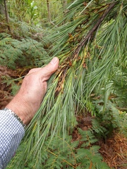Dracophyllum arboreum