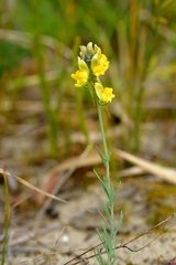 Linaria polygalifolia polygalifolia