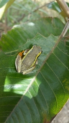 Heterixalus betsileo