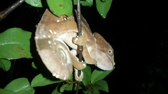 Chamaeleonidae