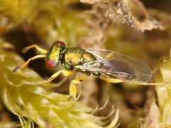 Mesopolobus