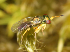 Mesopolobus