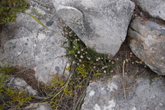 Stoebe prostrata