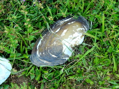 Anodontites trapesialis