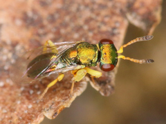 Mesopolobus