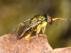 Mesopolobus