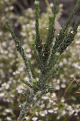 Amphithalea imbricata