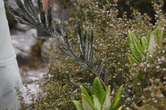 Amphithalea imbricata