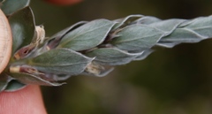 Amphithalea imbricata