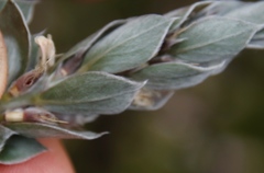 Amphithalea imbricata