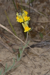 Linaria polygalifolia polygalifolia
