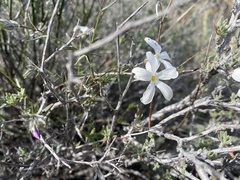 Phlox tenuifolia