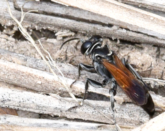 Liris apicipennis