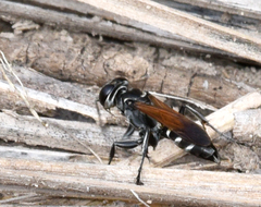 Liris apicipennis