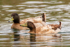 Anas platyrhynchos domesticus