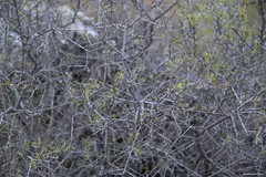 Rhamnus lycioides