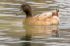 Anas platyrhynchos domesticus